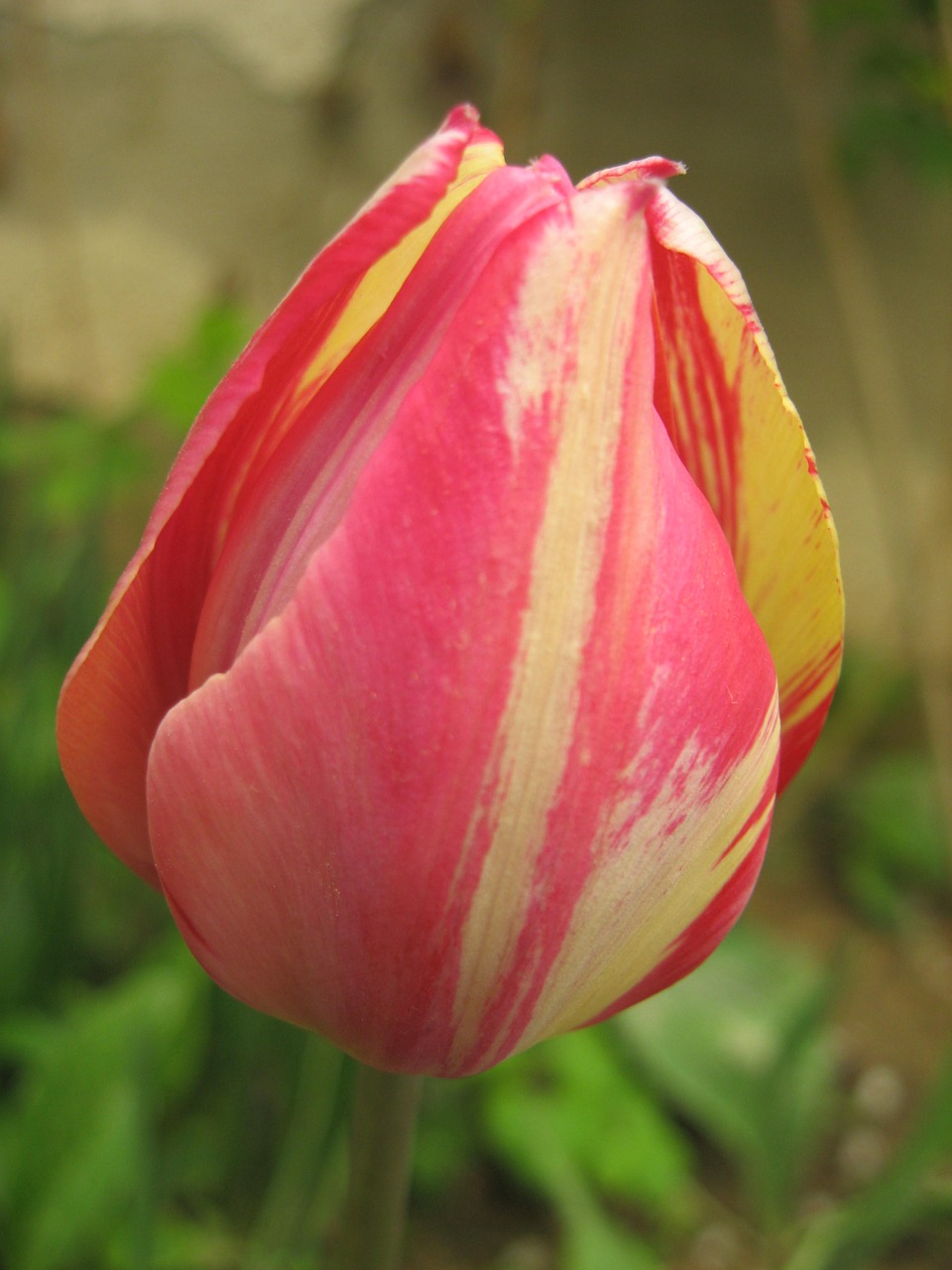 tulip pink color free photo