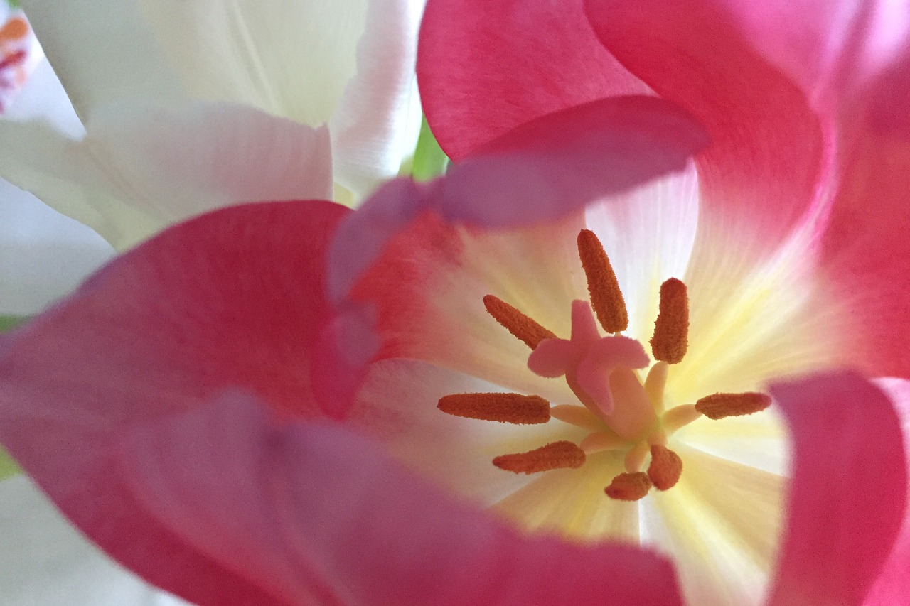 tulip red pink free photo