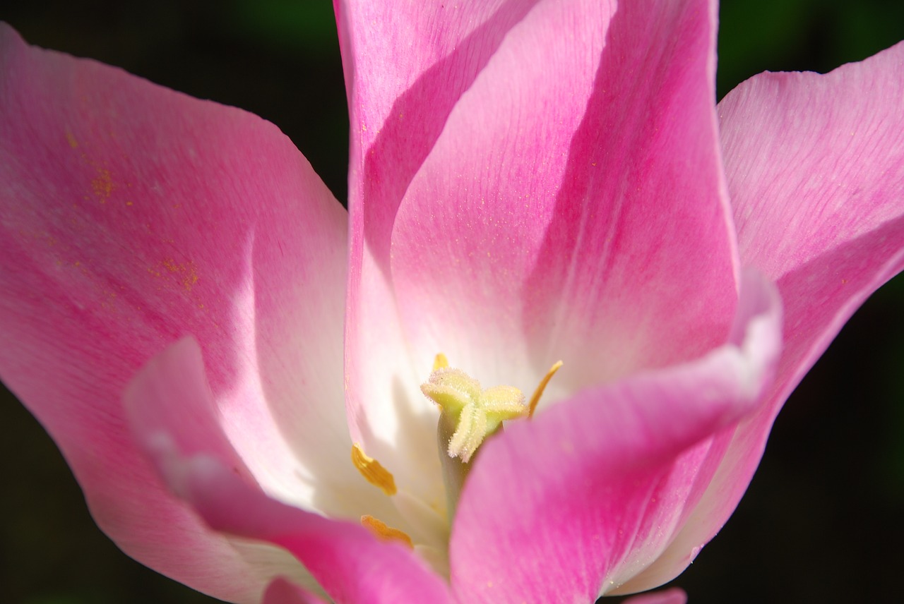 tulip spring pink free photo