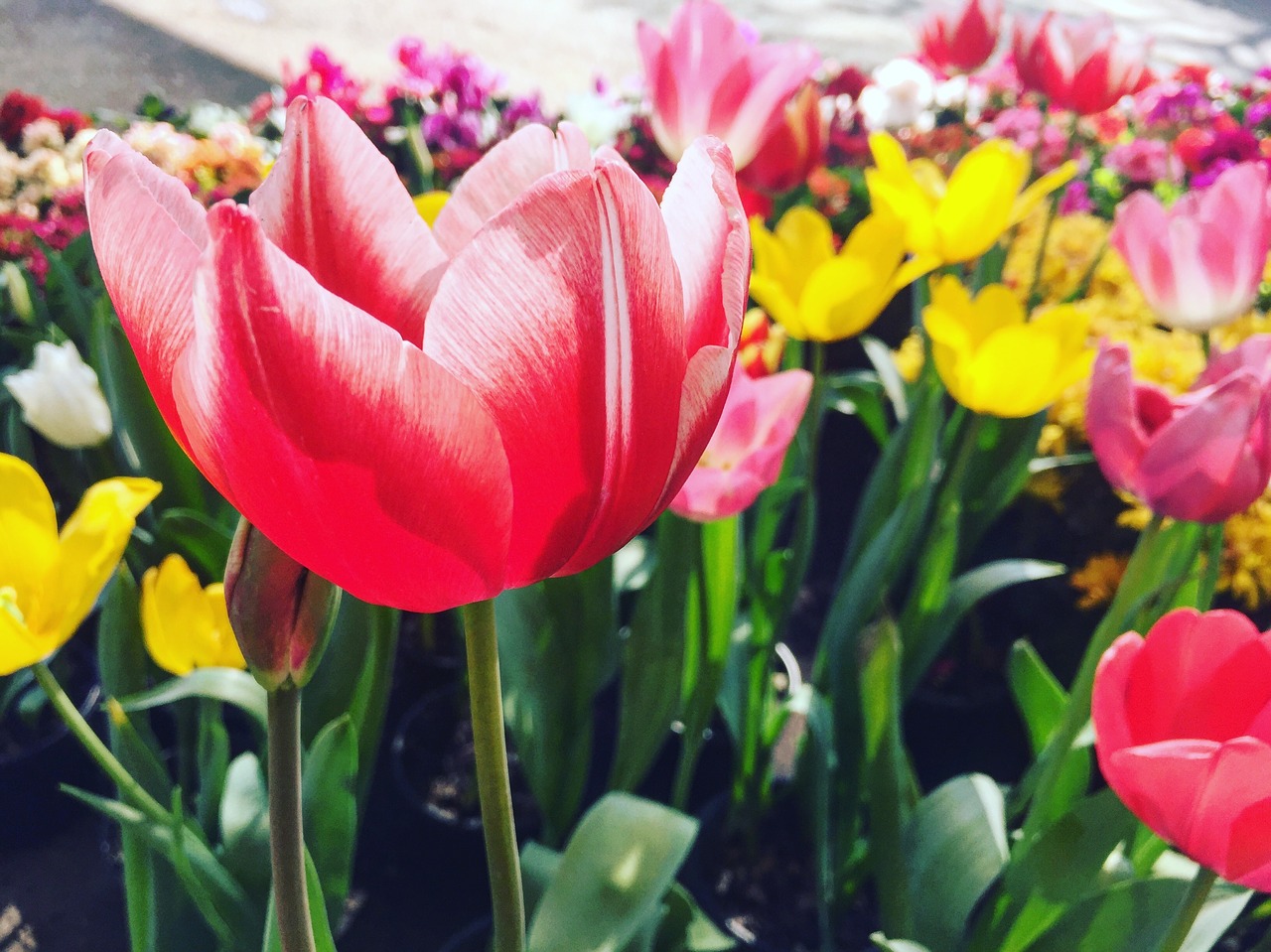 tulip red flower free photo