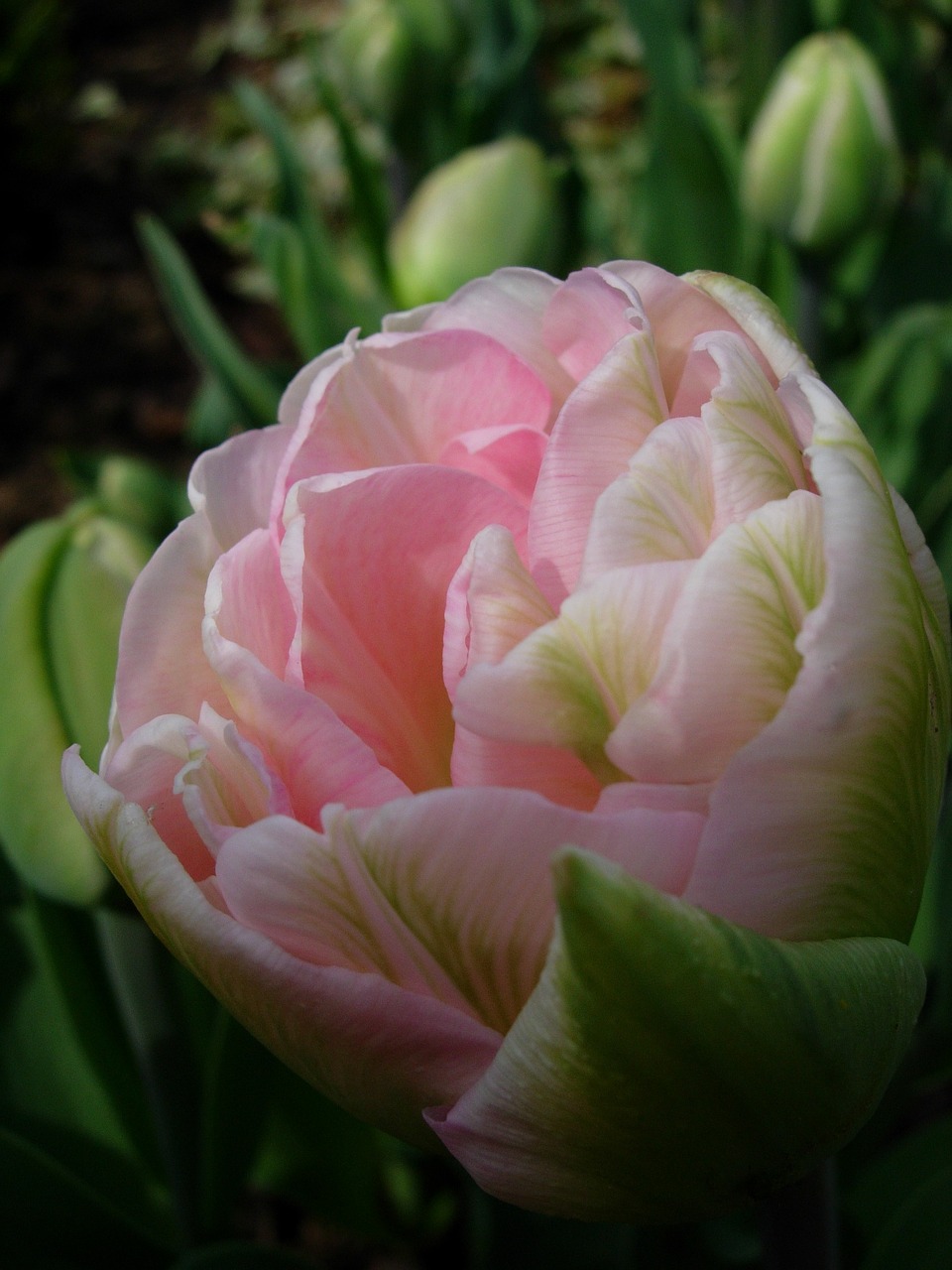 tulip tulip pink spring free photo