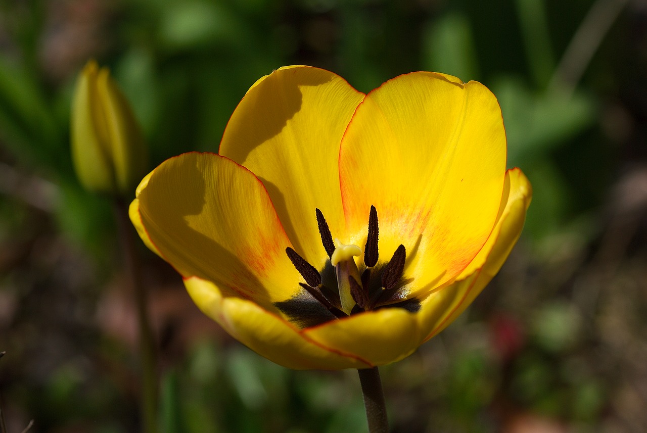 tulip blossom bloom free photo