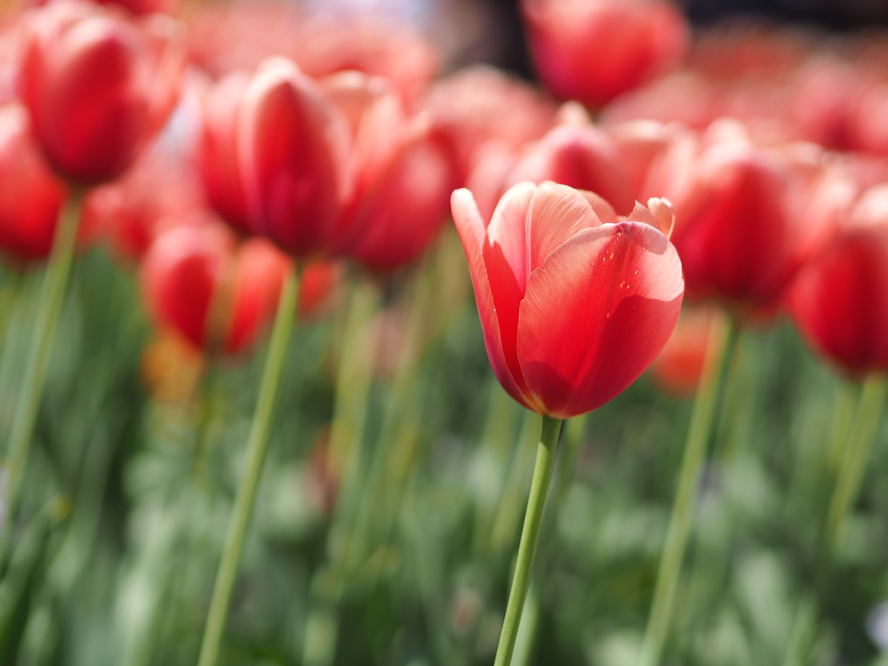 tulip flowers plant free photo