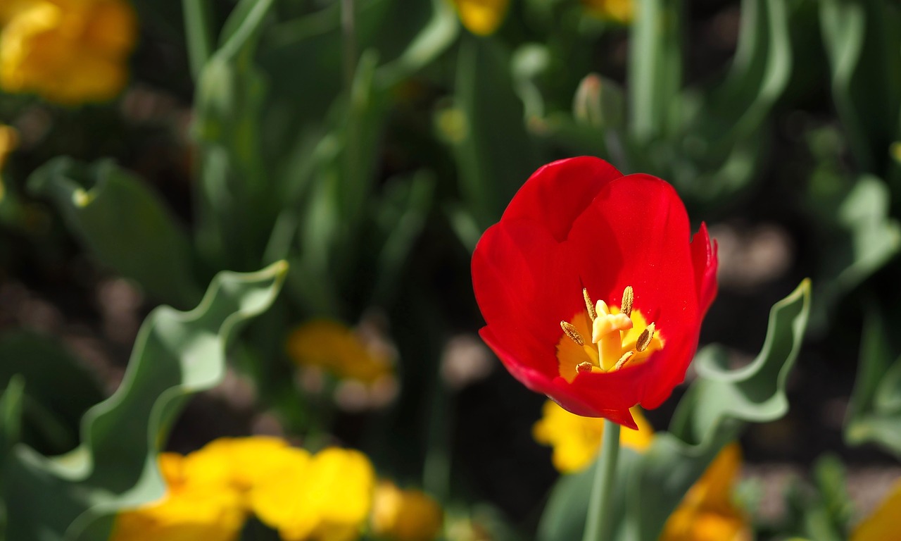 tulip flowers plant free photo