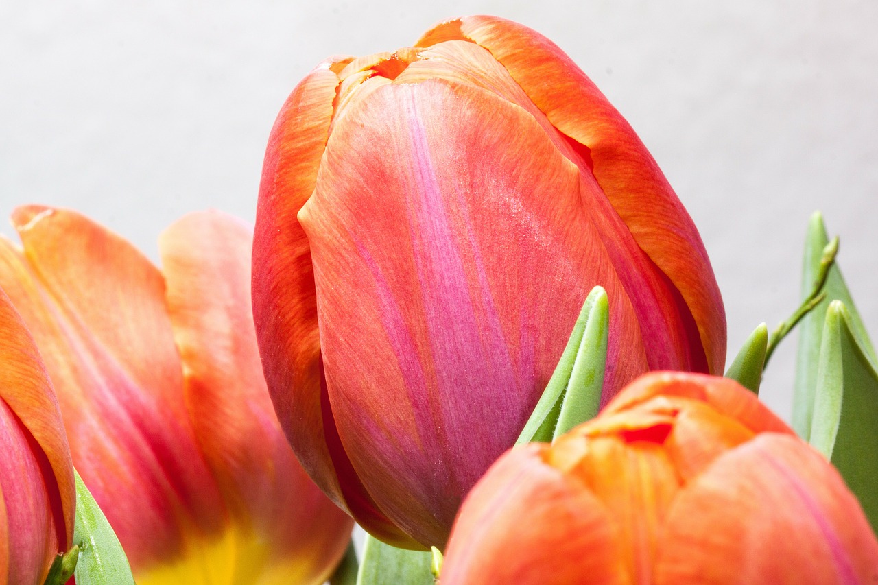 tulip lily spring free photo