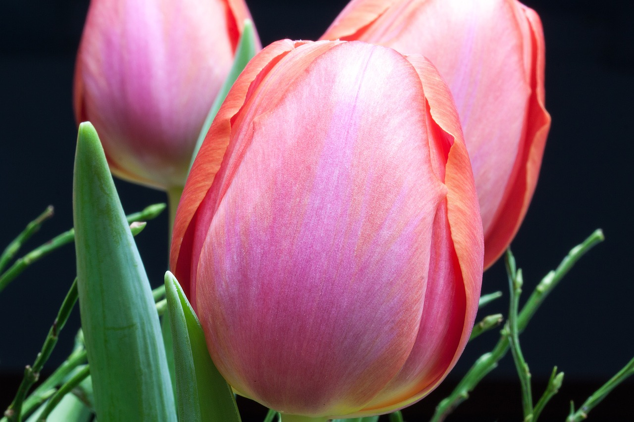 tulip lily spring free photo