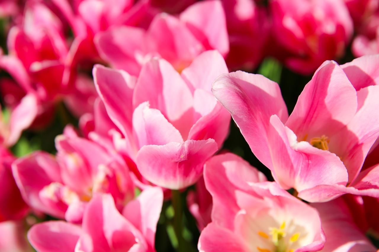 tulip field agriculture free photo