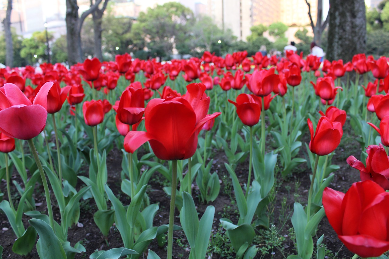 tulip flowers park free photo