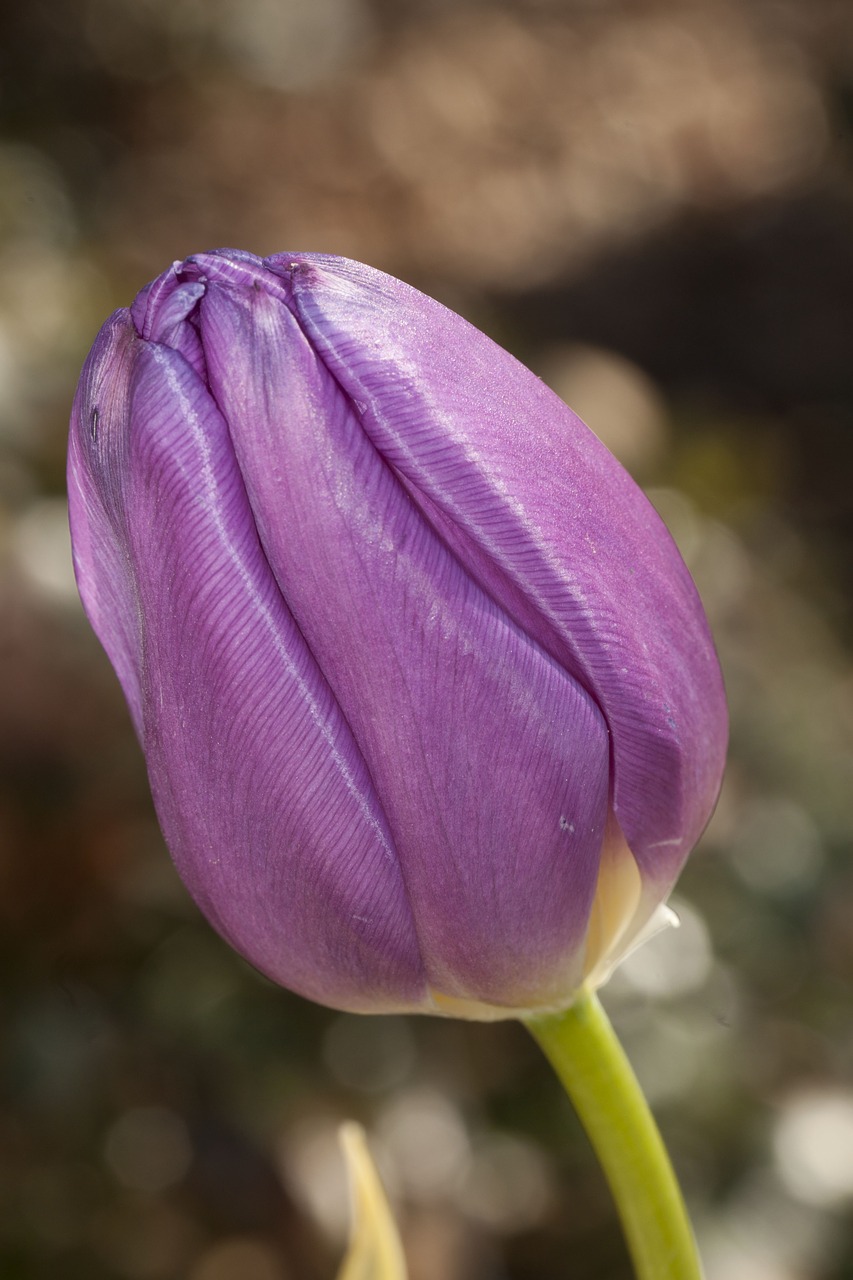 tulip flower purple free photo