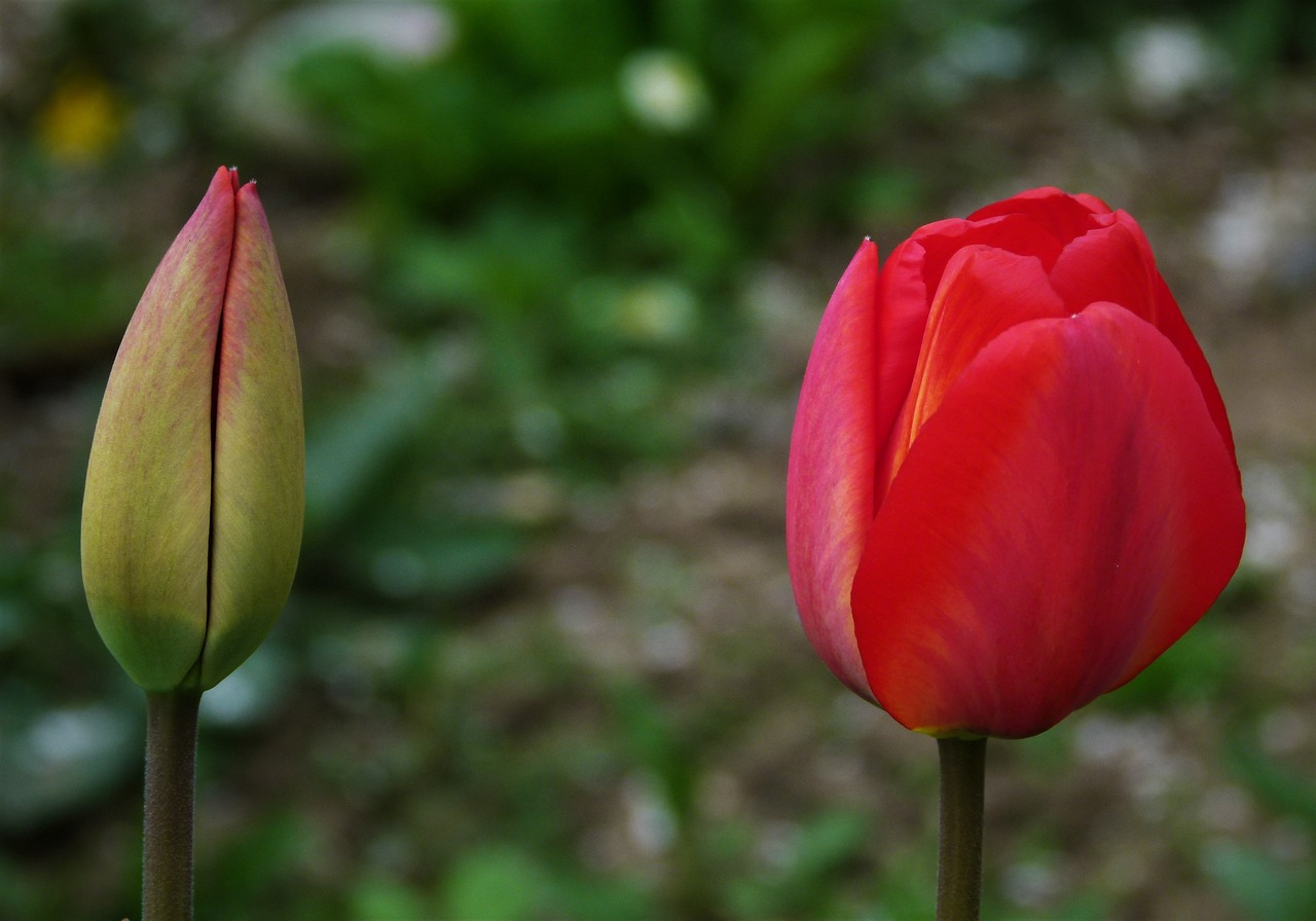 tulip tulips bud free photo