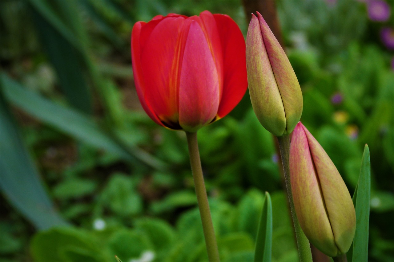 tulip tulips bud free photo