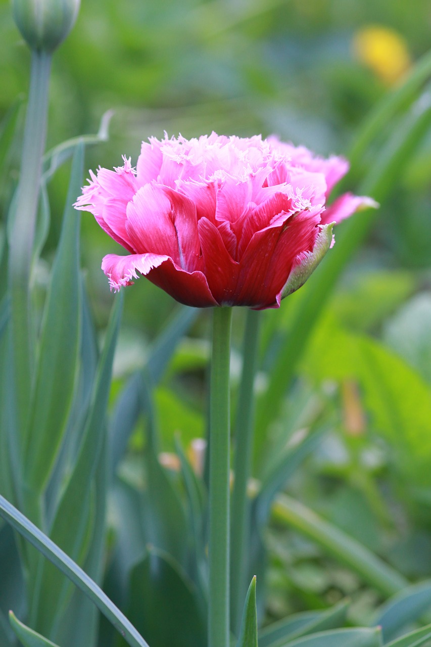 tulip spring dutch free photo