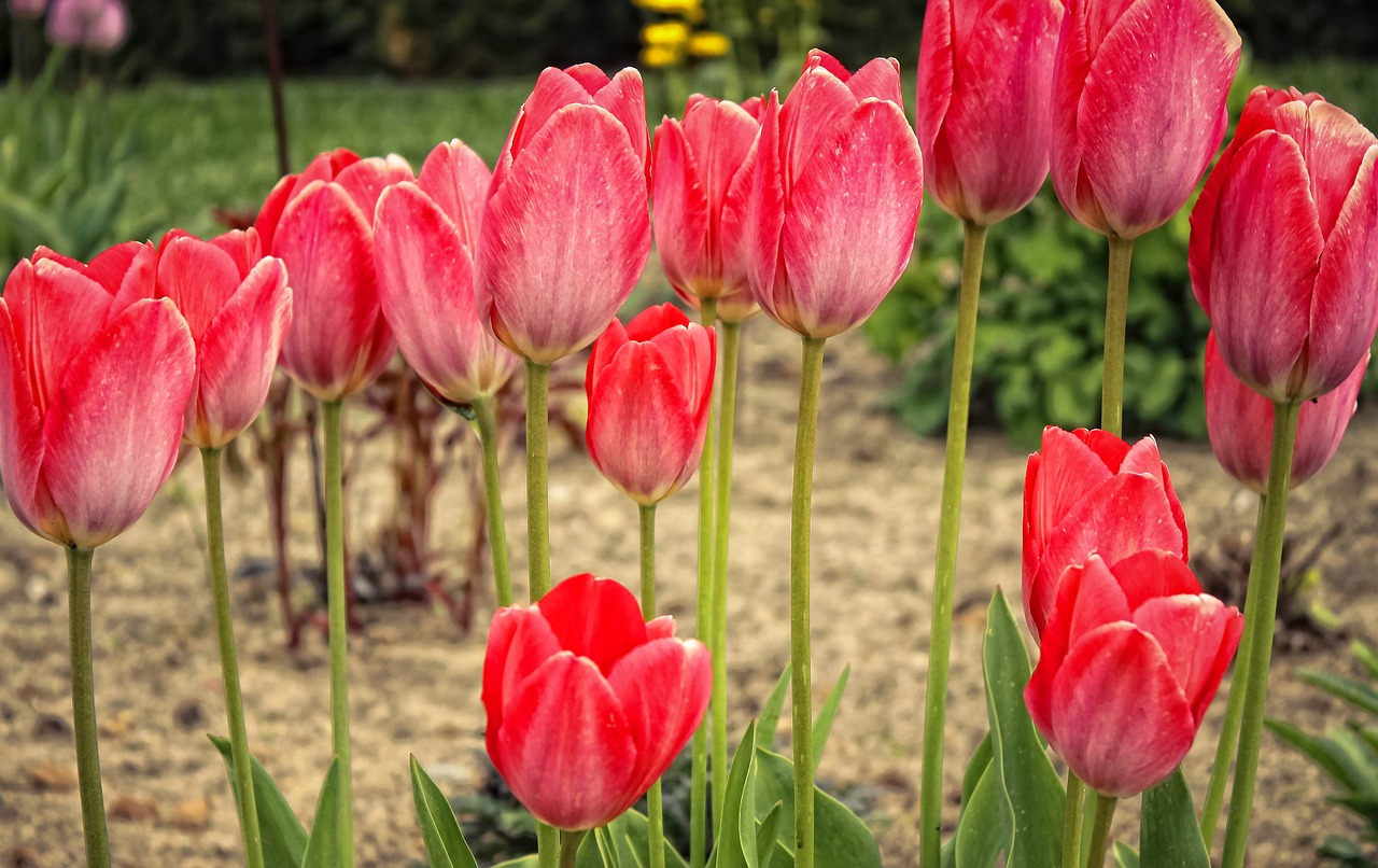 tulip nature the beauty of nature free photo