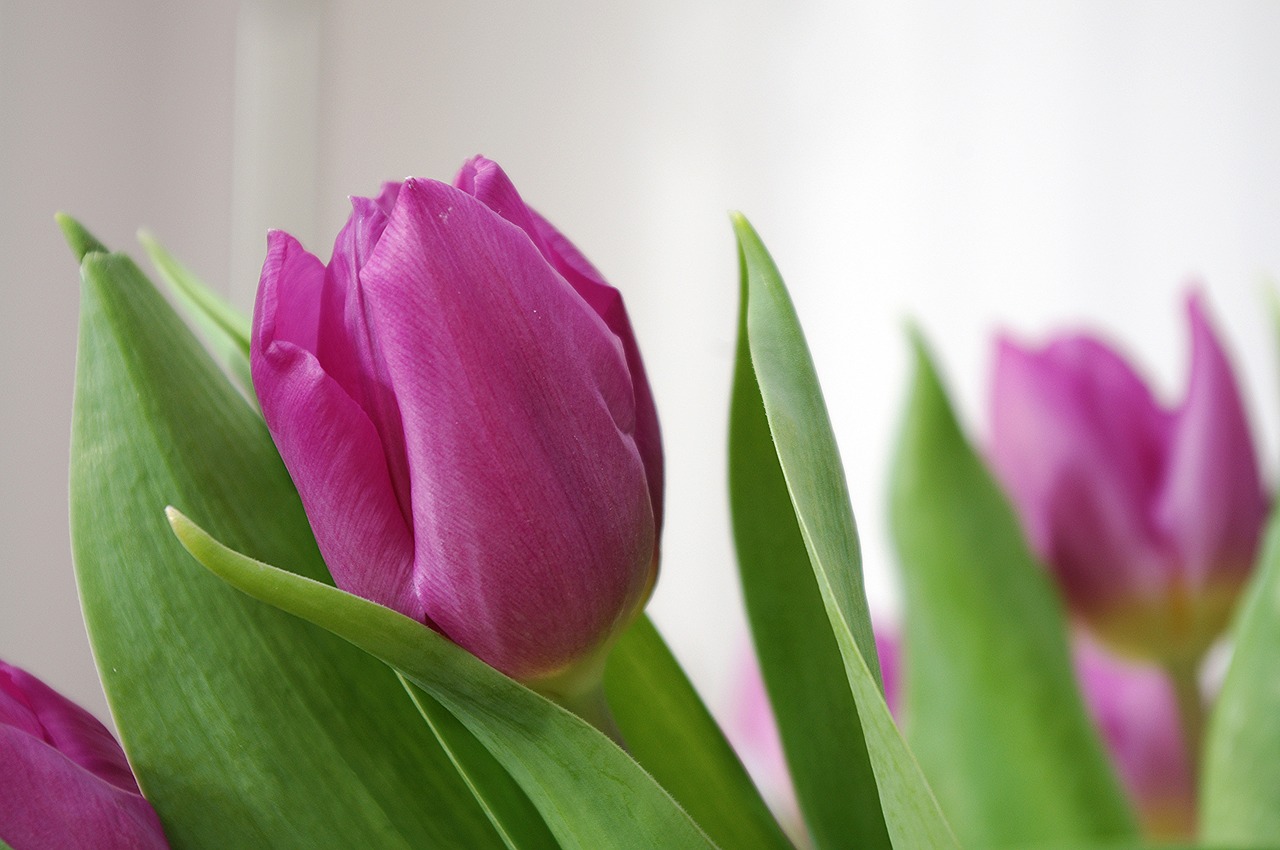 tulip tulipa mauve free photo