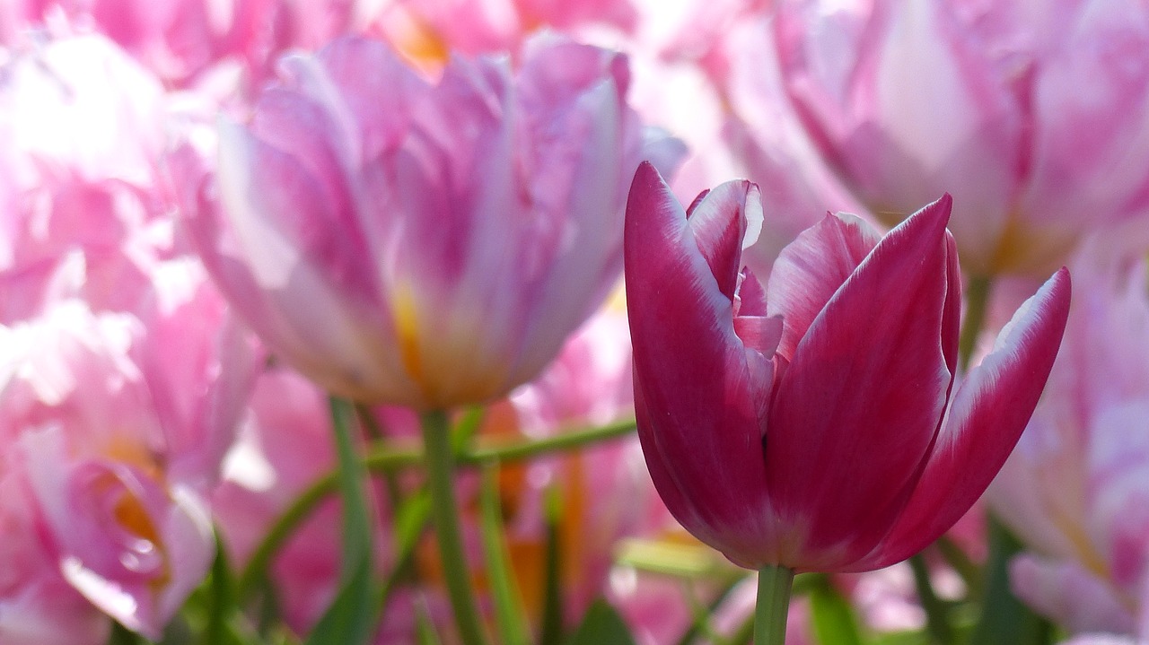 tulip keukenhof amsterdam free photo