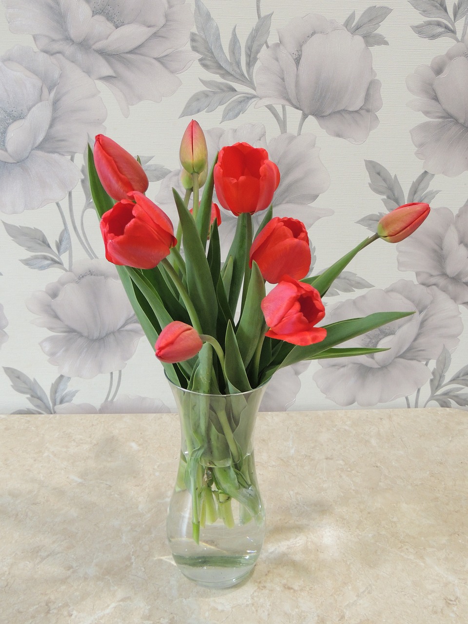 tulip flower flowers free photo