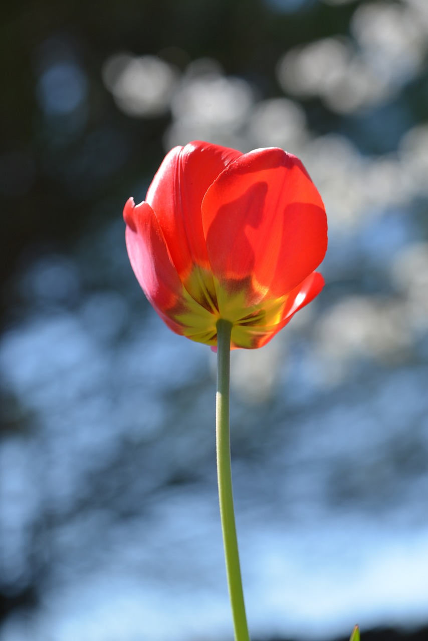 tulip red field free photo