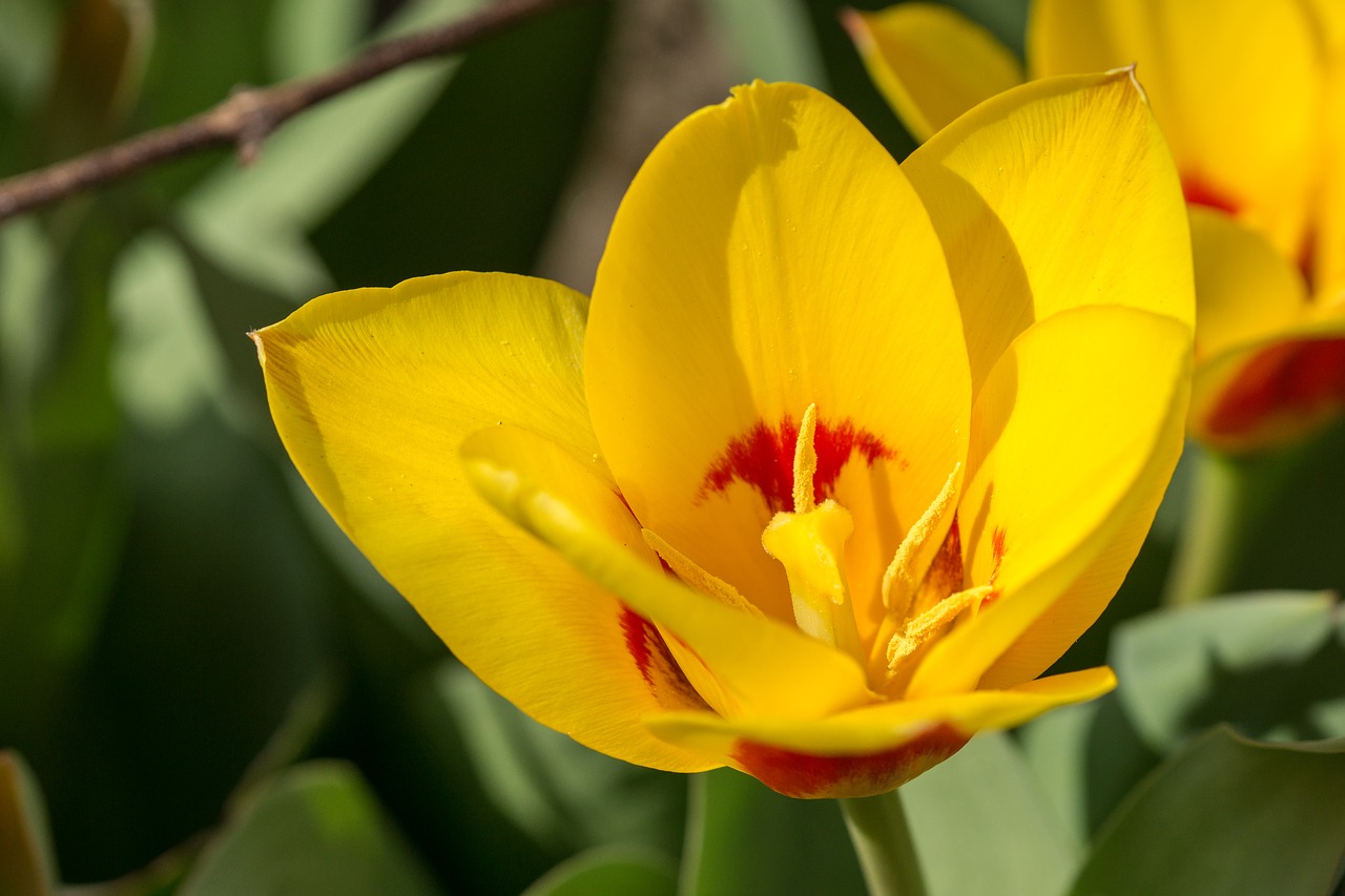 tulip flower flowers free photo