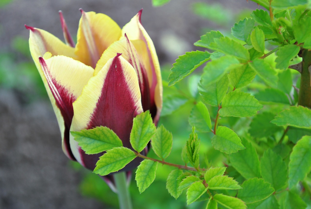 tulip flowers spring flowers free photo