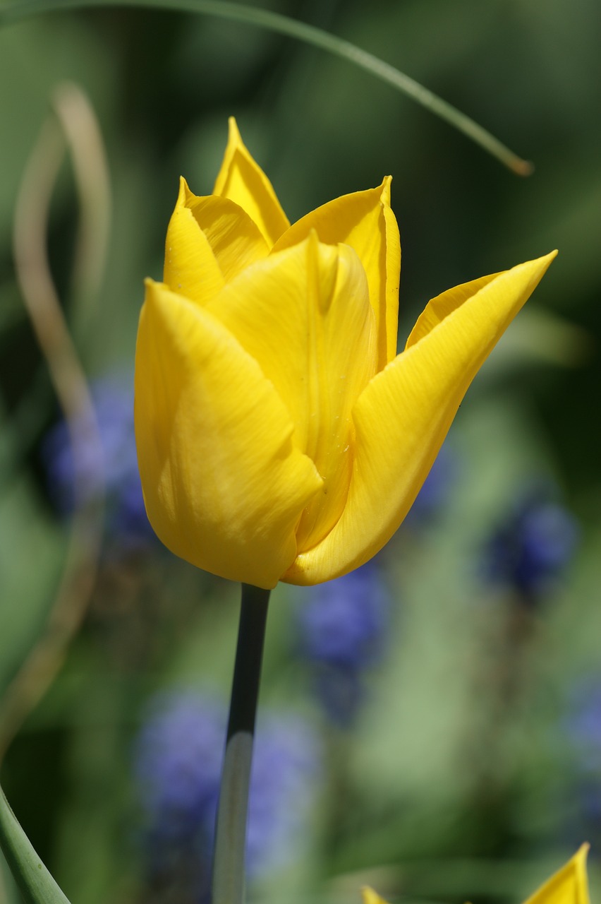 tulip flower flowers free photo