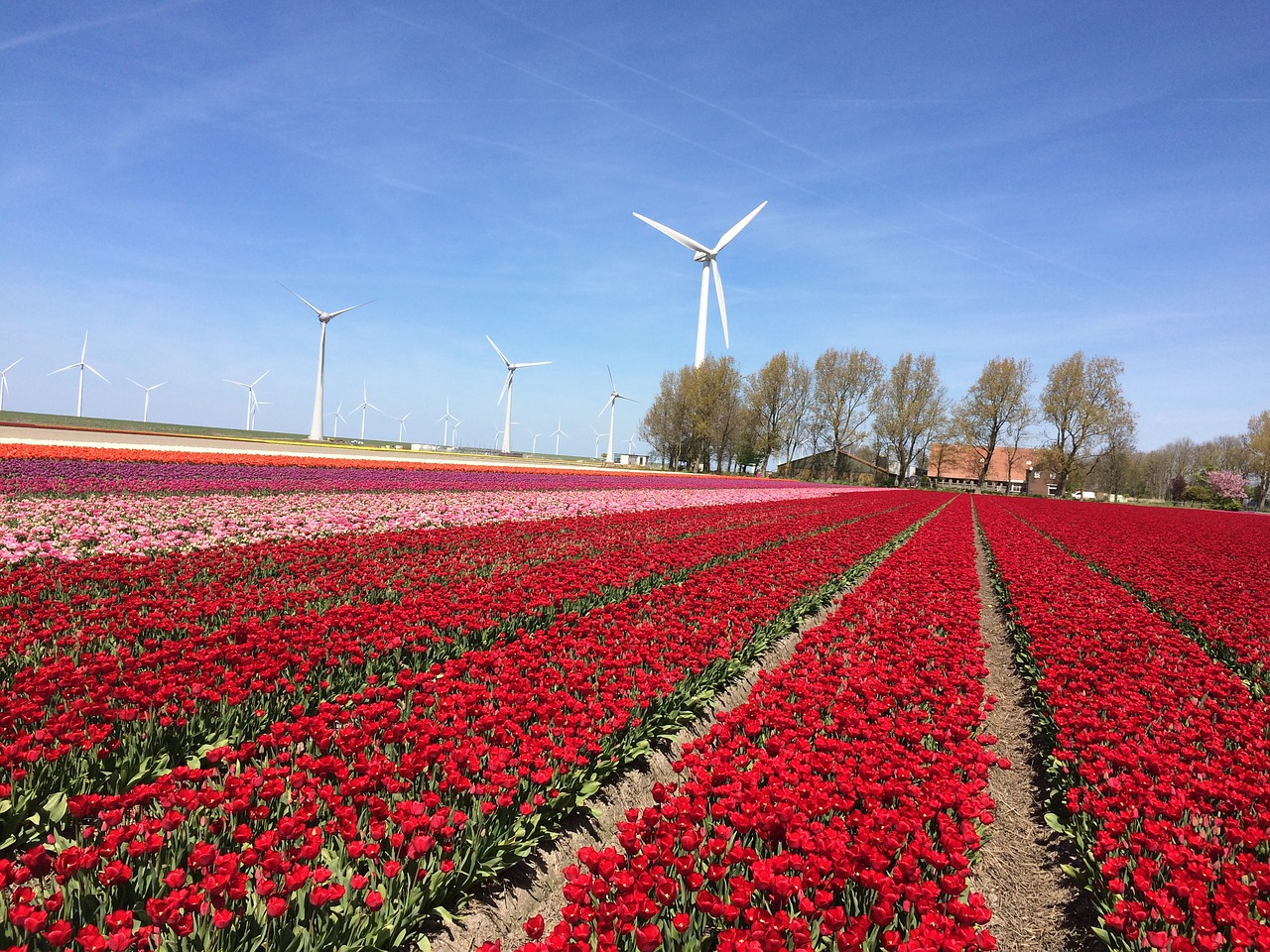 tulip tulips netherlands free photo