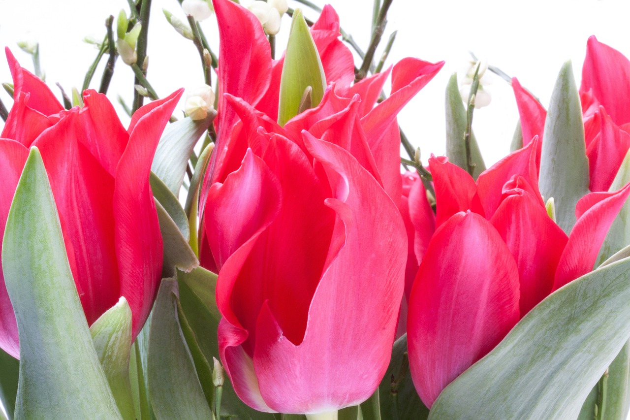 tulip lily spring free photo