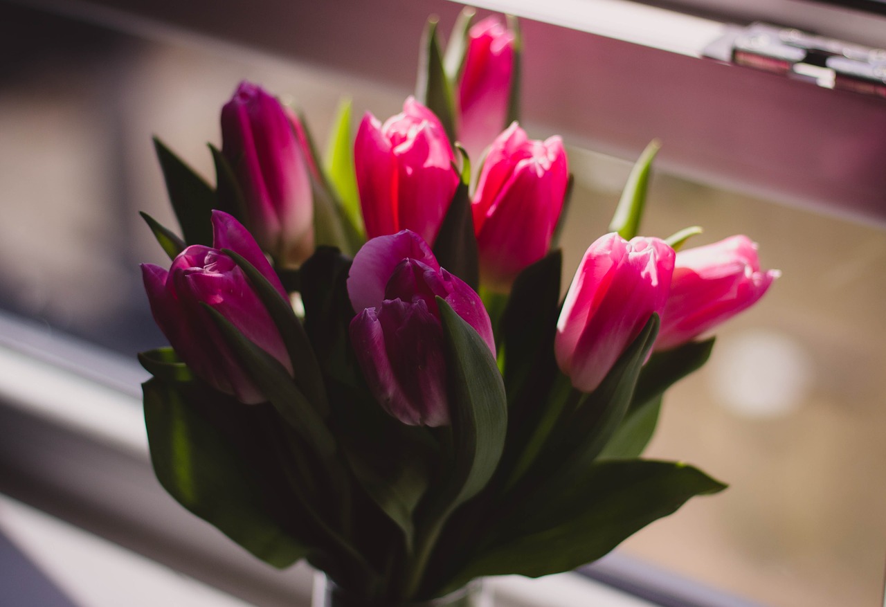 tulip pink petal free photo