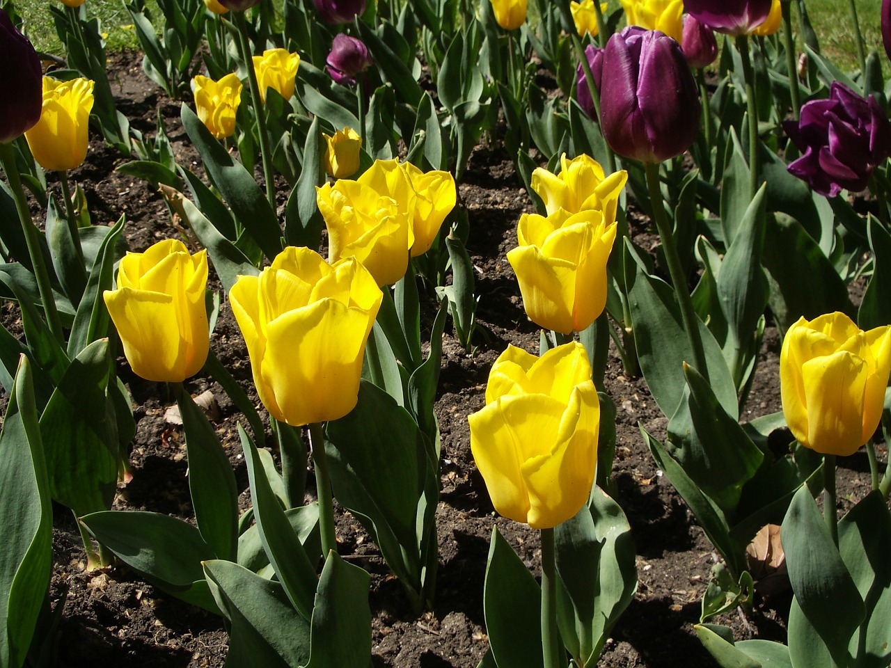 tulip flowers yellow free photo