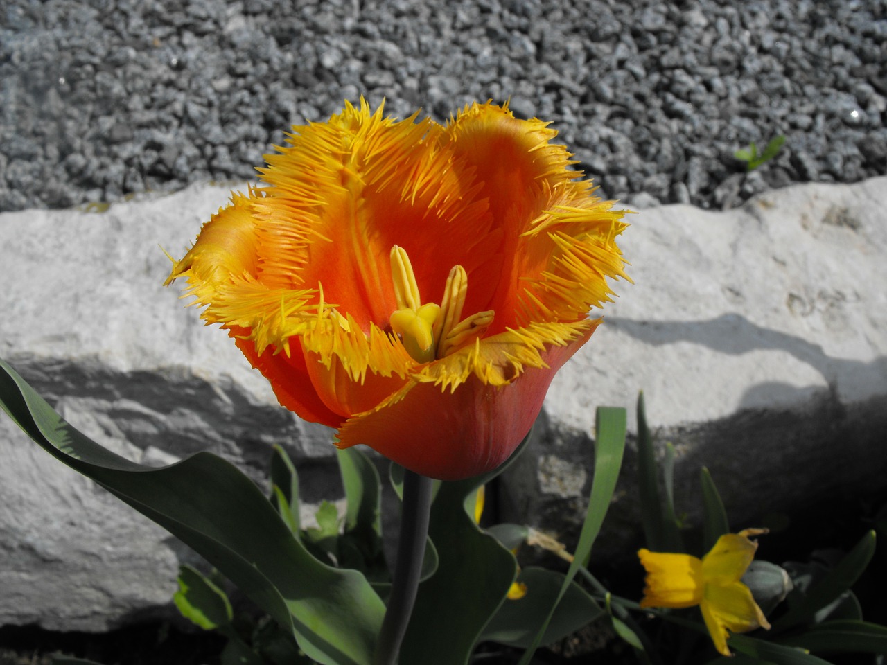 tulip flamed spring free photo