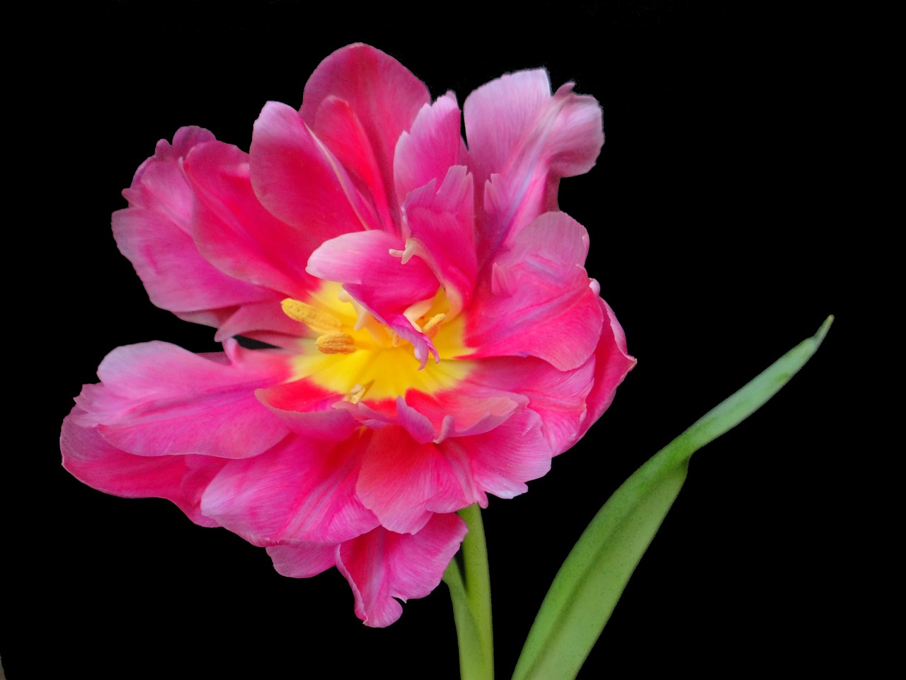 tulip blossom bloom free photo