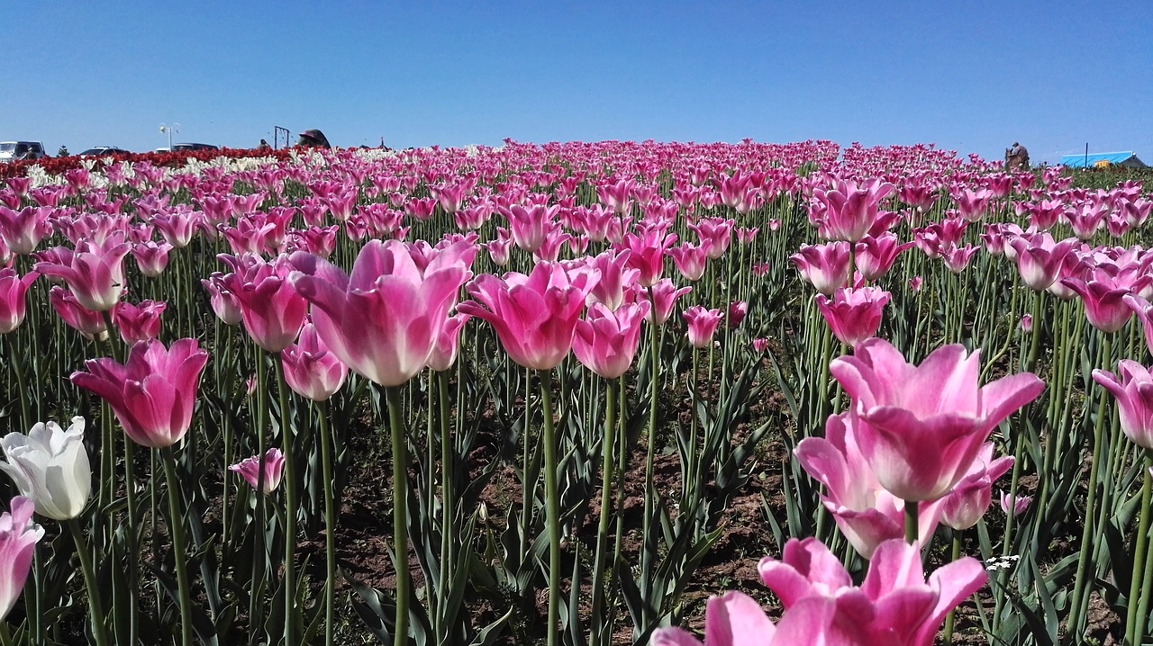 tulip fresh purple tulips under the blue sky flower free photo