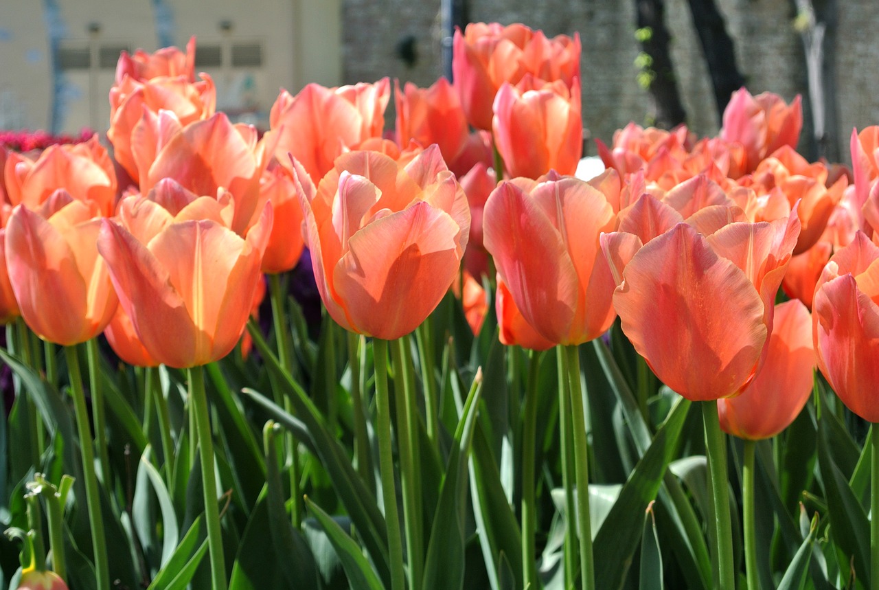 tulip flowers spring free photo