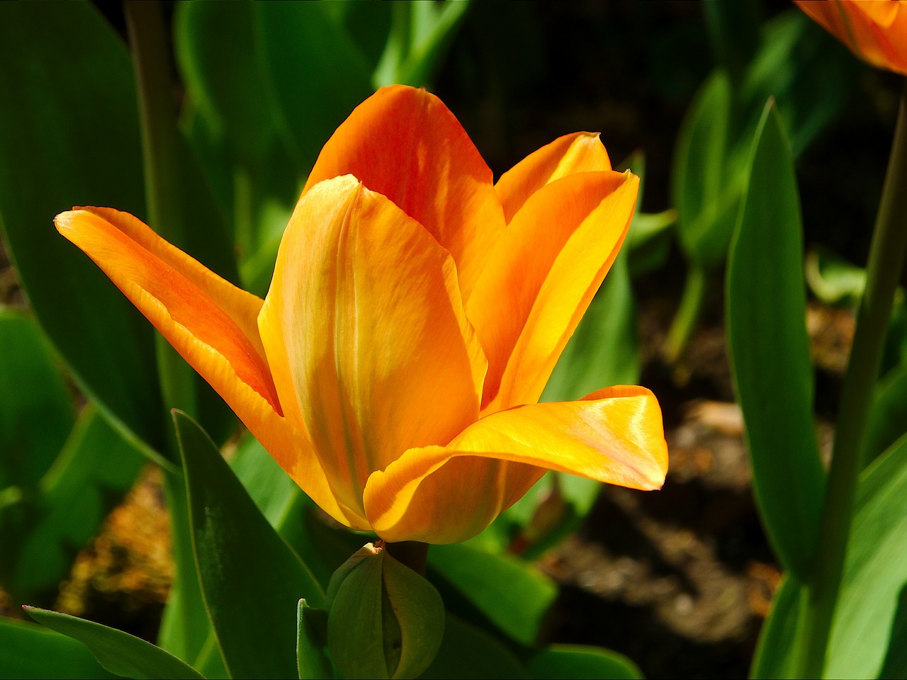 tulip flower perennial free photo