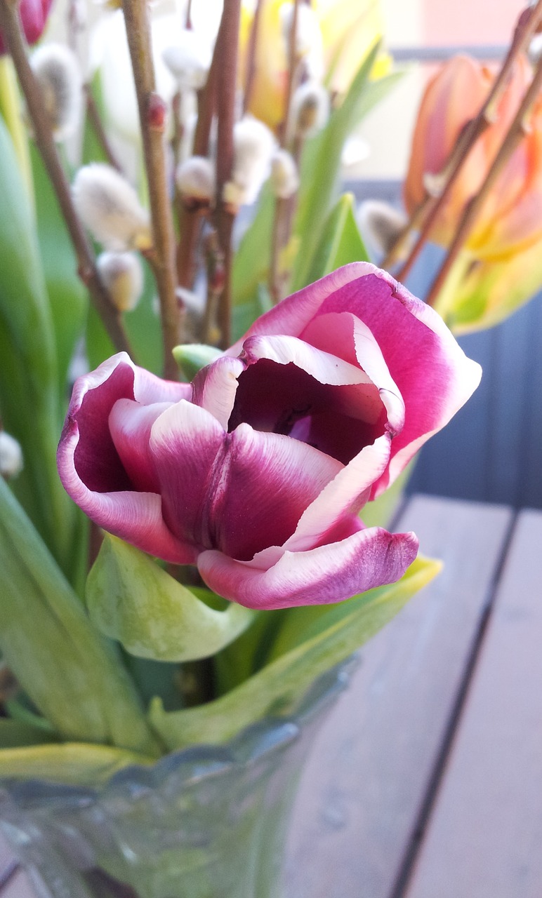 tulip flower bouquet free photo