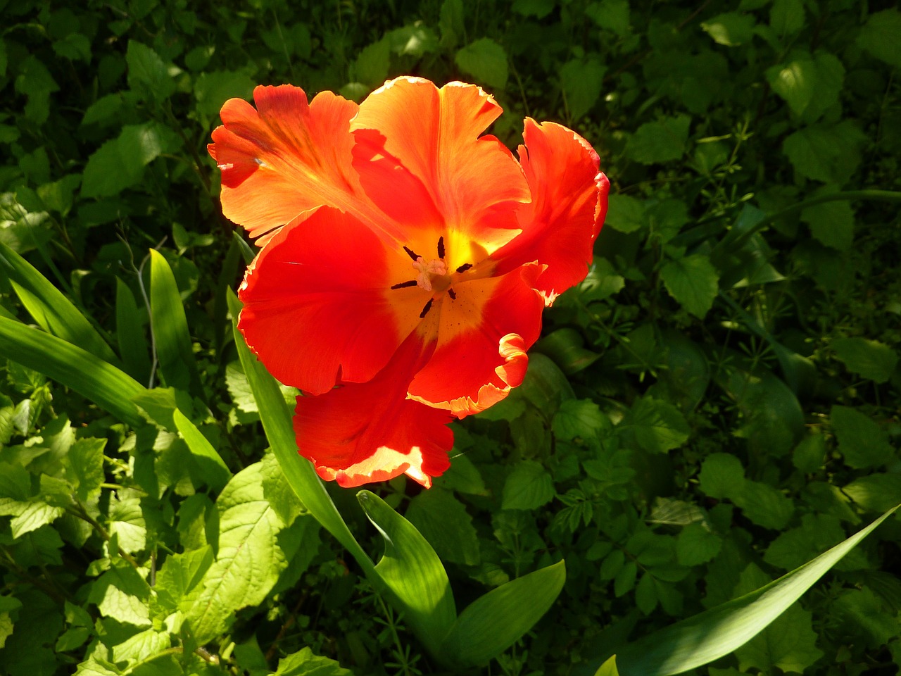 tulip nature spring free photo
