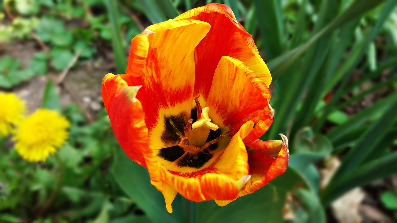 tulip flower plant free photo
