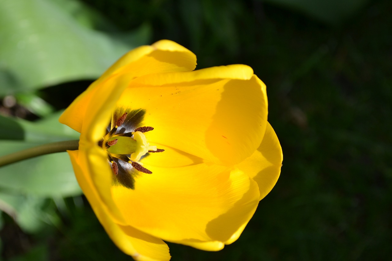 Tulip,flower,perennial,yellow,bulb - free image from needpix.com