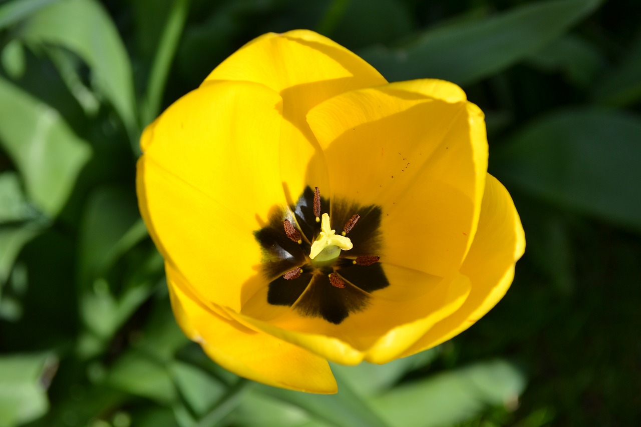tulip yellow bulb free photo