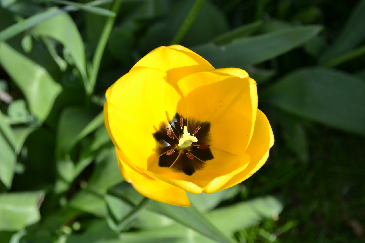 tulip yellow flower free photo