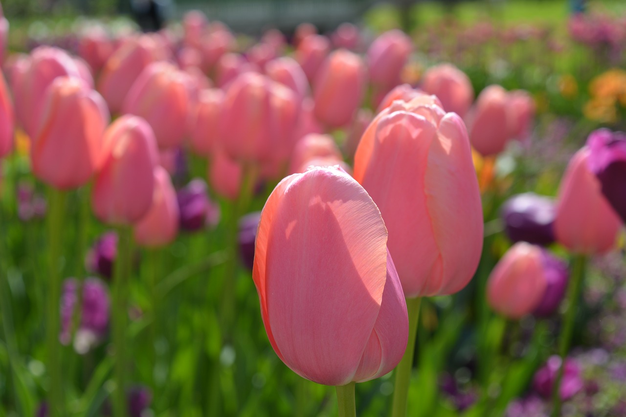 tulip flower tulip field free photo