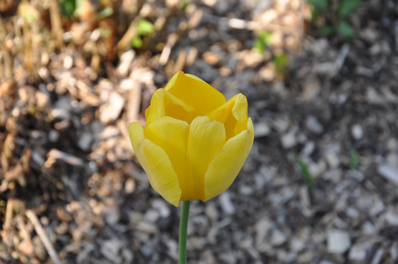 tulip flower plant free photo