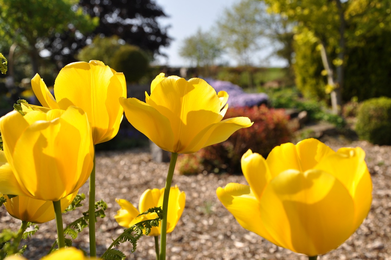 tulip flower plant free photo