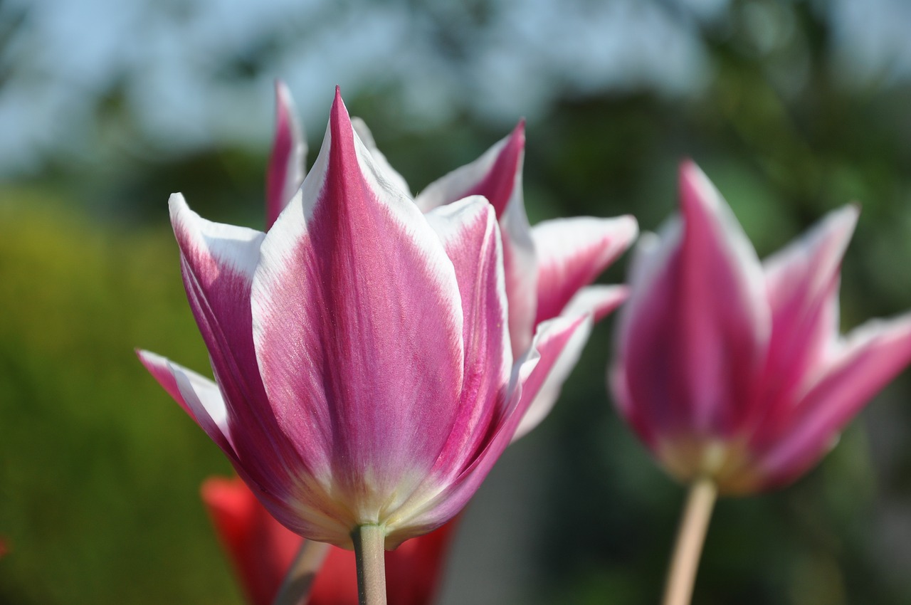 tulip purple greeting card free photo