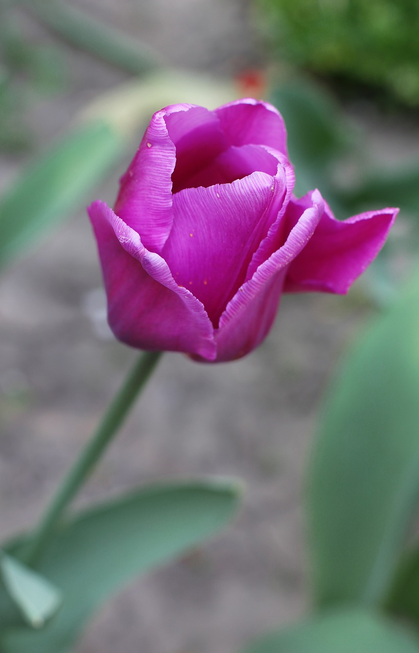 tulip flowers garden free photo