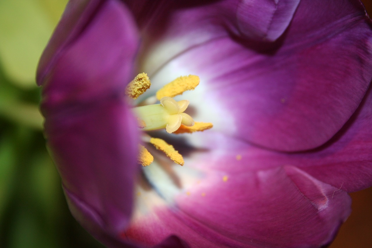 tulip purple stamp free photo