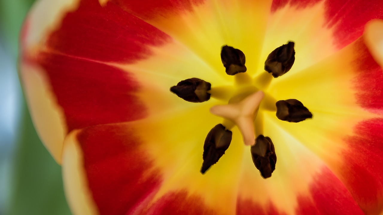 tulip flower colorful free photo