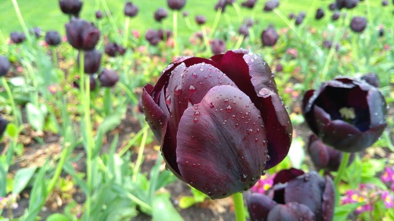 tulip the black tulip flower free photo