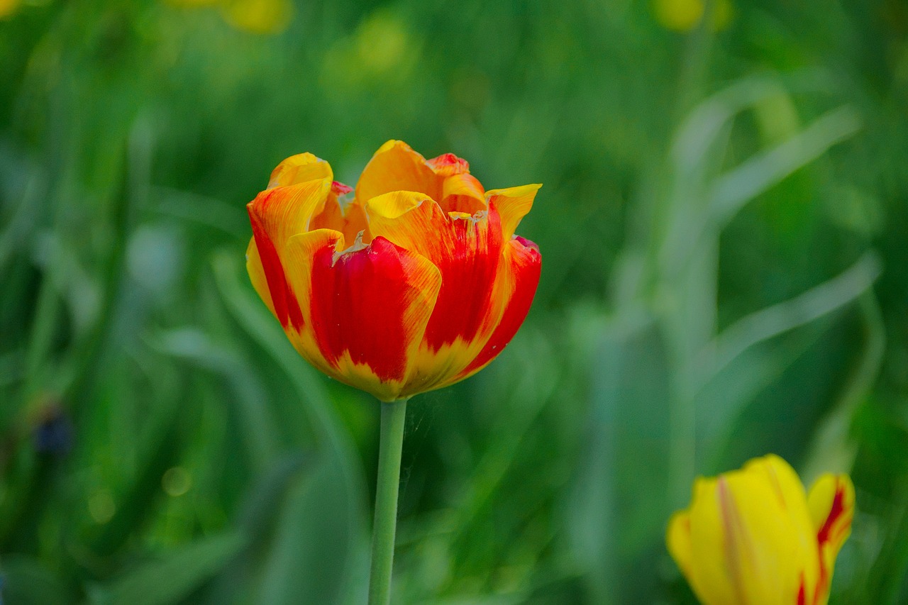 tulip flower spring free photo