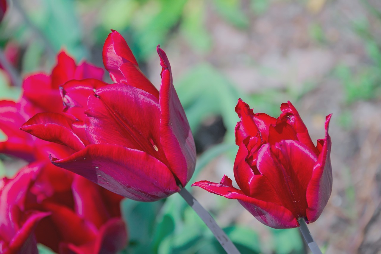 tulip red spring free photo