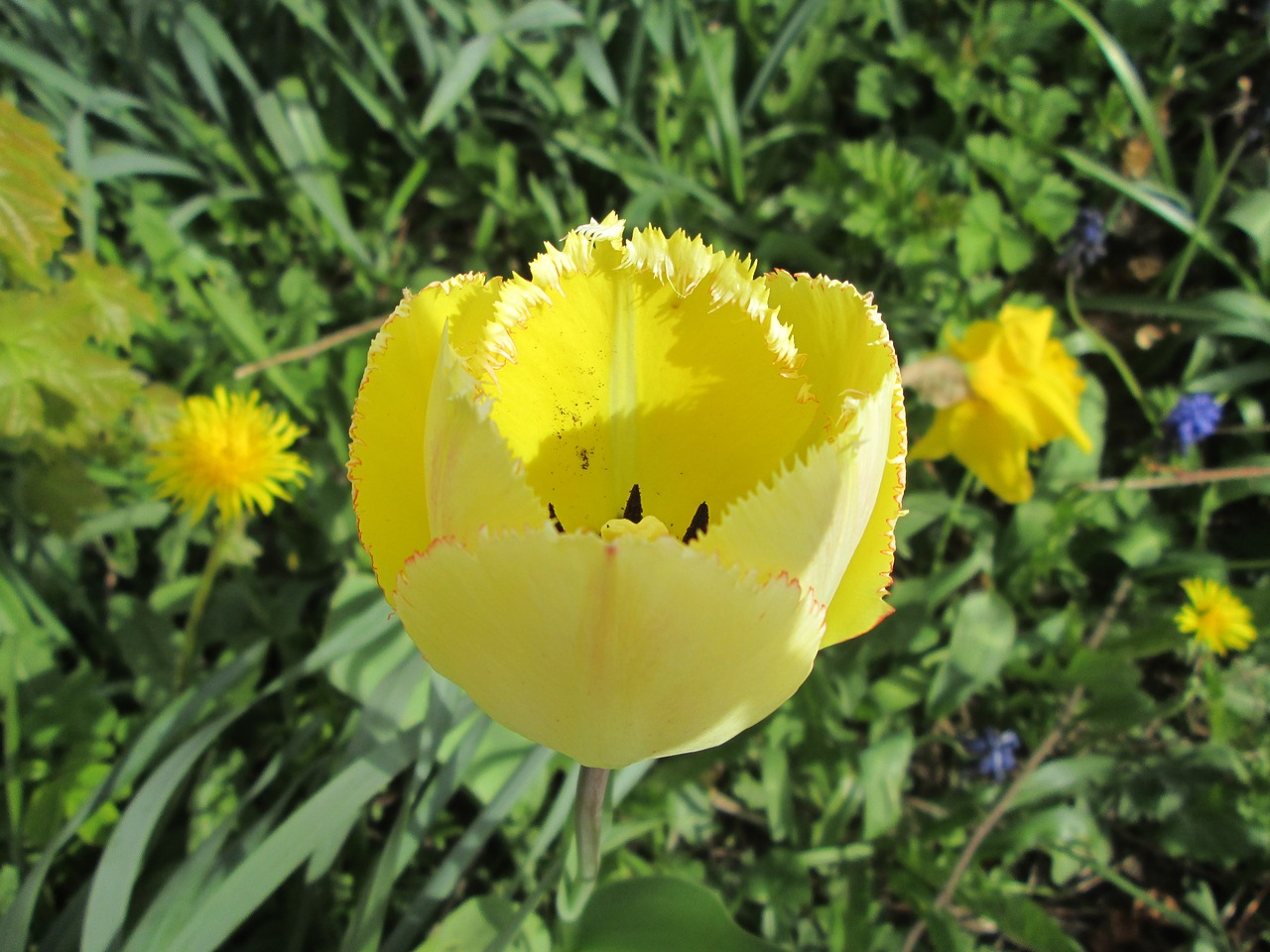 tulip yellow tulip yellow free photo